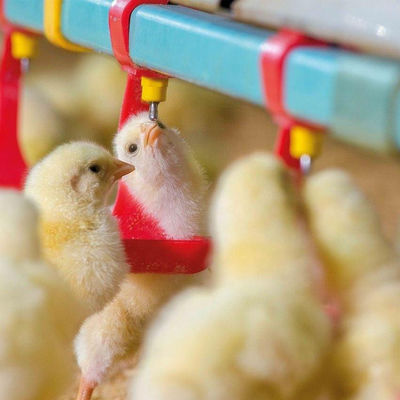 330mm の直径の鶏の餌箱および酒飲みの熱い Gavanized ホッパー